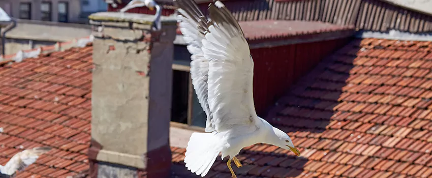 Residential Chimney Animal Removal Solution in Edgewater, FL