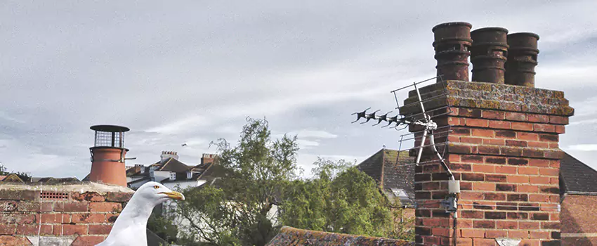 Chimney Cleaning And Restoration in Edgewater, Florida